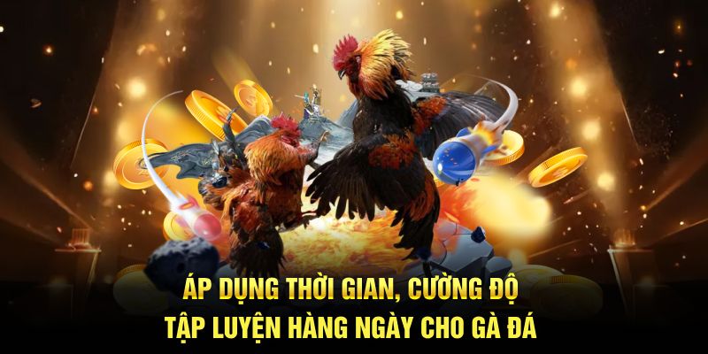 Áp dụng thời gian, cường độ tập luyện hàng ngày cho gà đá