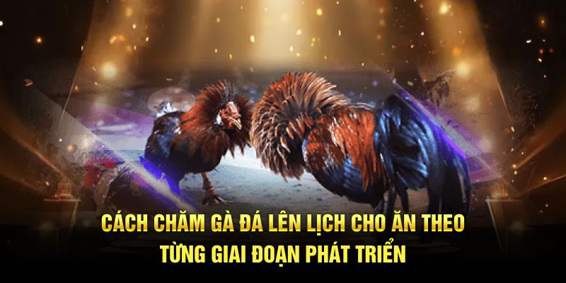 Cách chăm gà đá lên lịch cho ăn theo từng giai đoạn phát triển